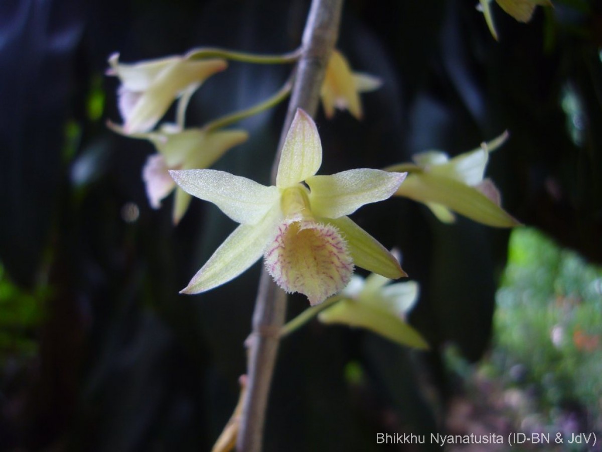 Dendrobium macrostachyum Lindl.